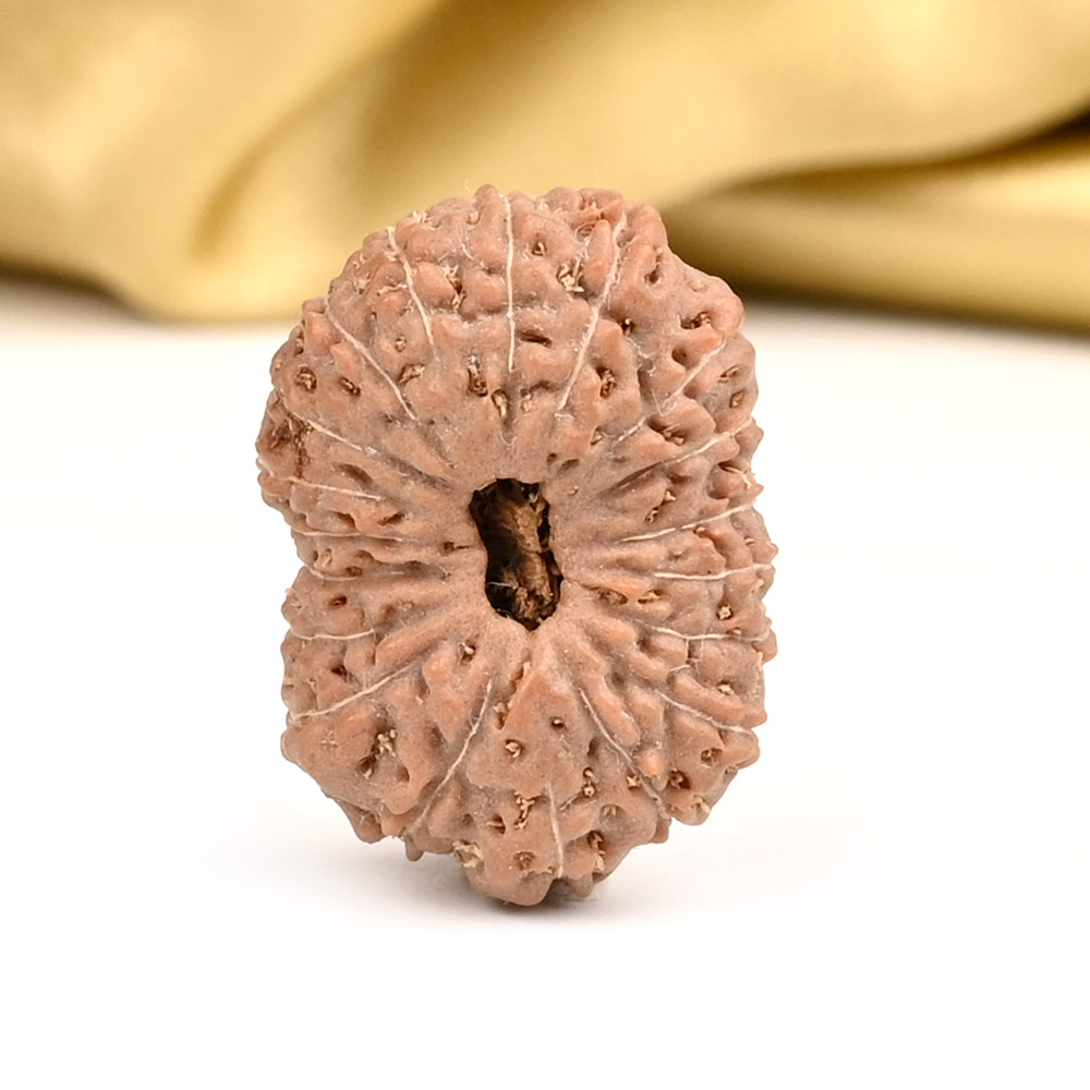 Collector 19 Mukhi from Java Indonesia - LXXII