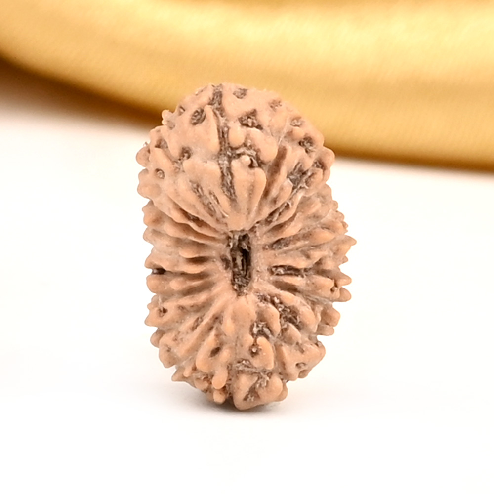20 Mukhi from Java Indonesia Small - CXX