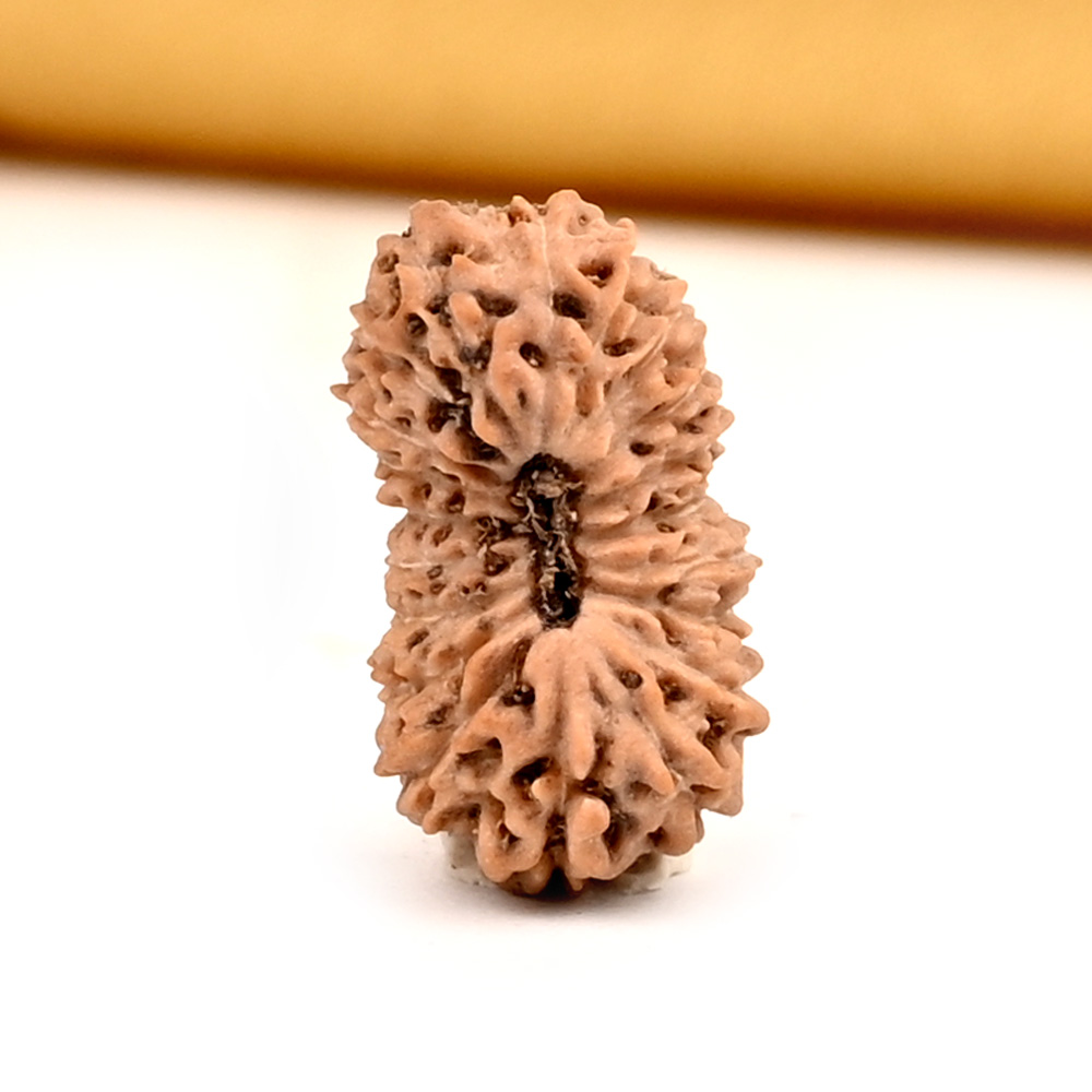 20 Mukhi from Java Indonesia Small - CXXII