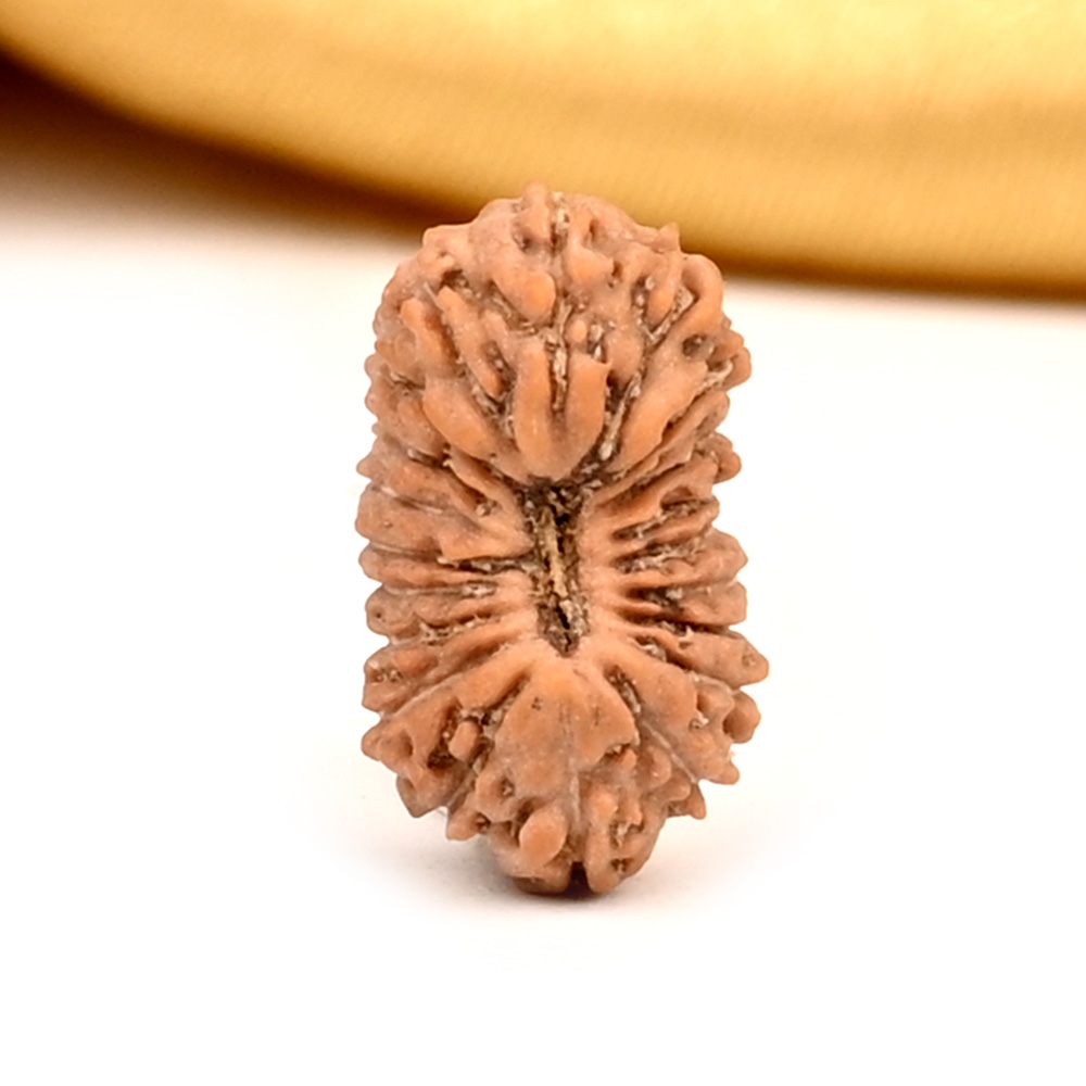 20 Mukhi from Java Indonesia Small - CXXIII