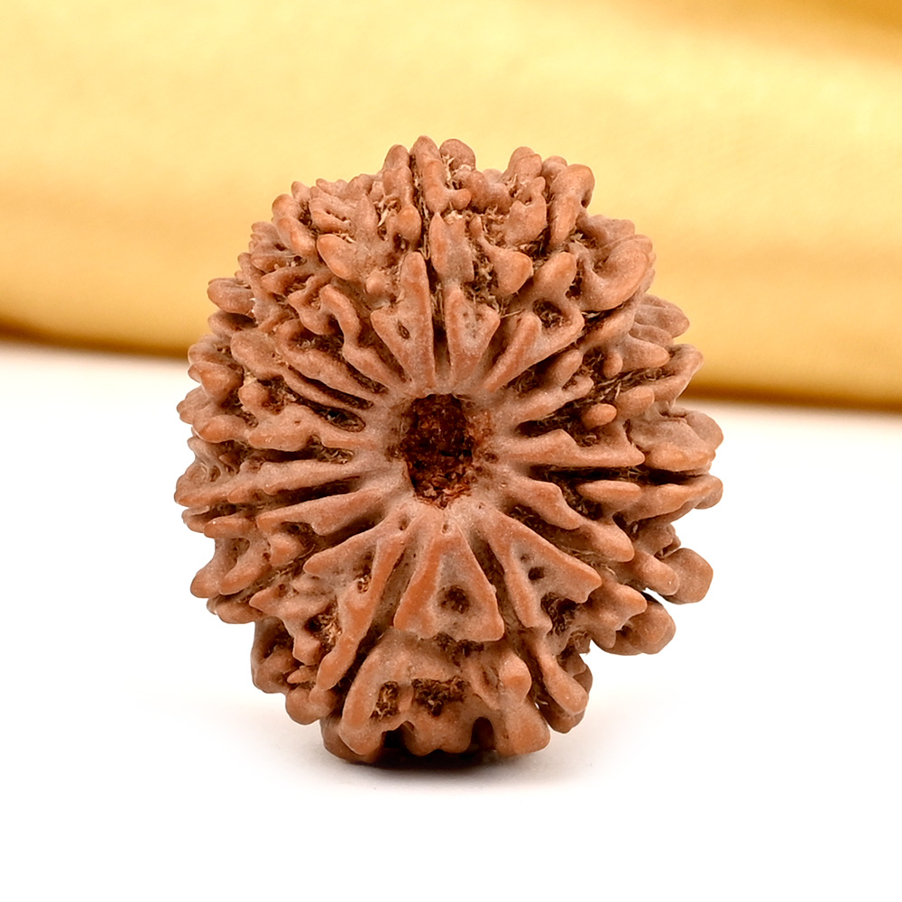 15 Mukhi from Nepal - CXXXIII