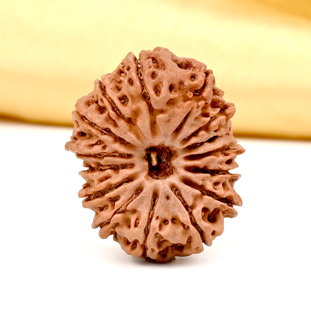 15 Mukhi from Nepal - CXXXIV