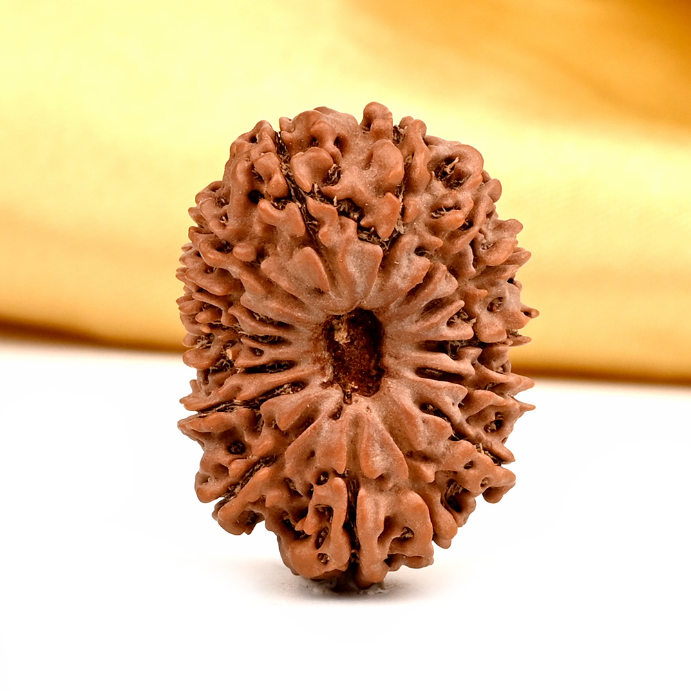15 Mukhi from Nepal Large - LIV