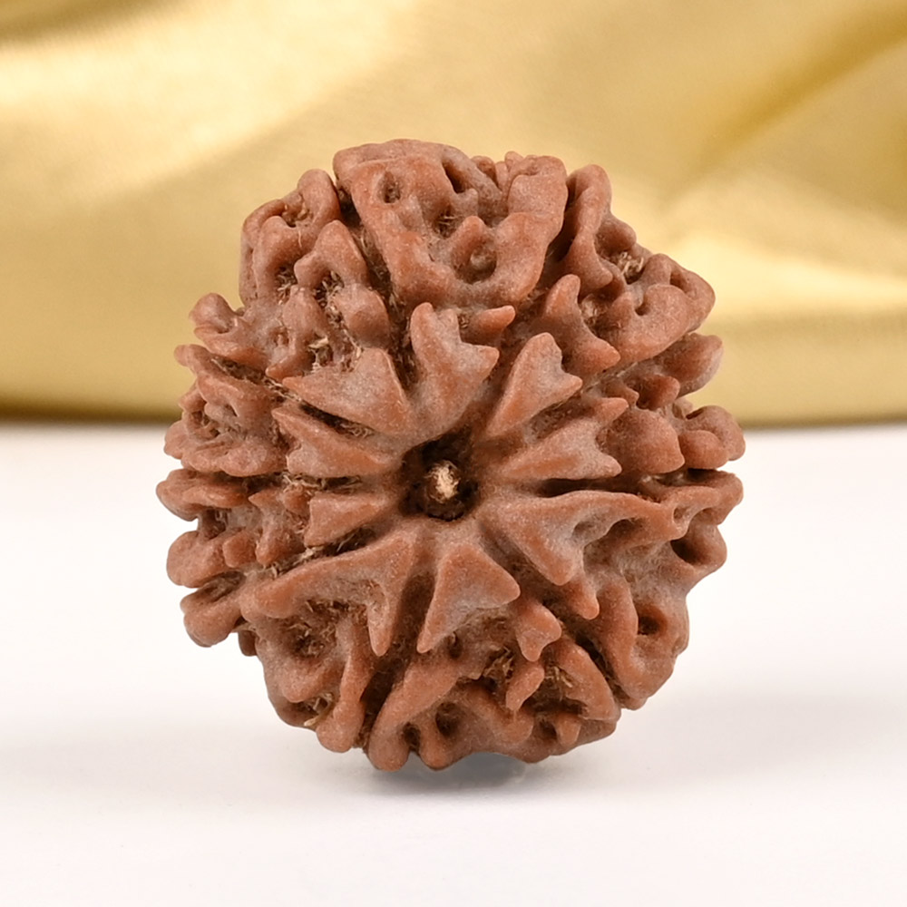 9 Mukhi from Nepal Small - DCCLIX