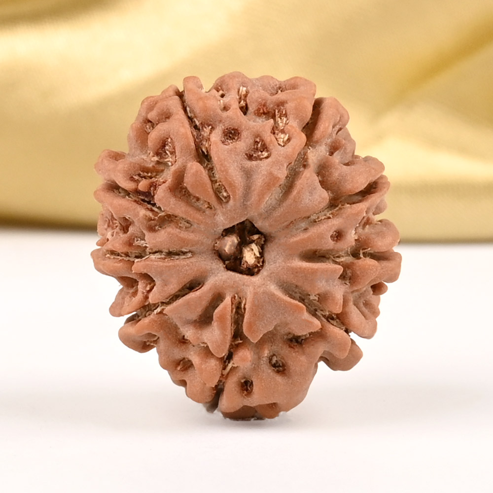 9 Mukhi from Nepal Small - DCCLX