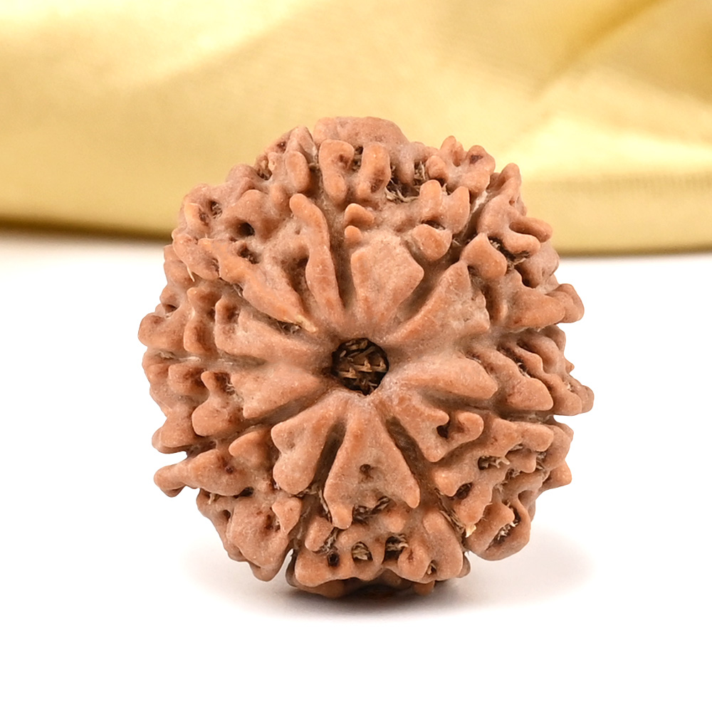 9 Mukhi from Nepal Small - DCCLI