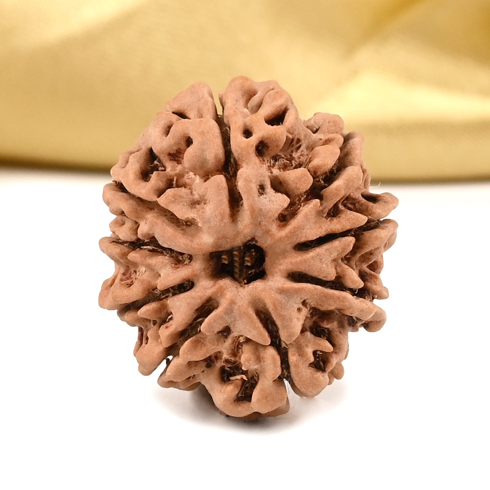 9 Mukhi from Nepal Small - DCCLII