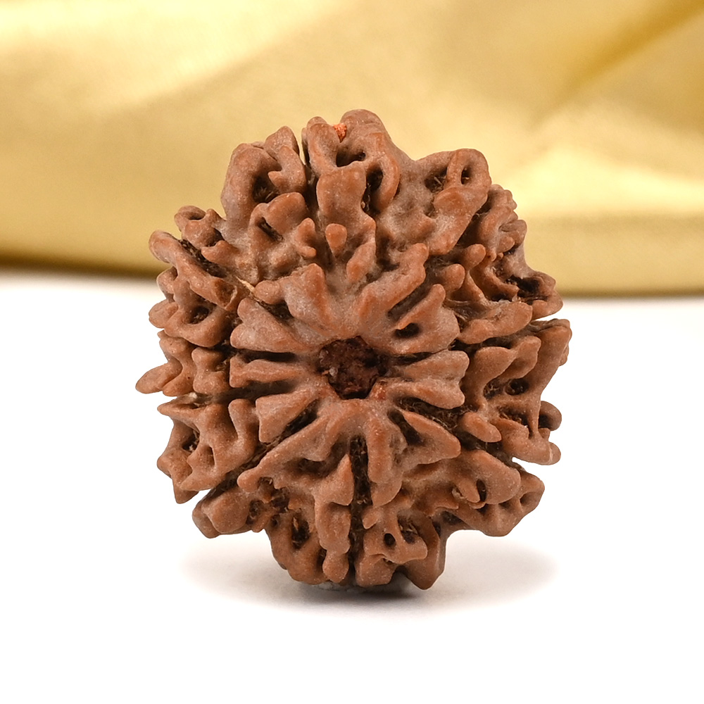 9 Mukhi from Nepal Small - DCCLIII