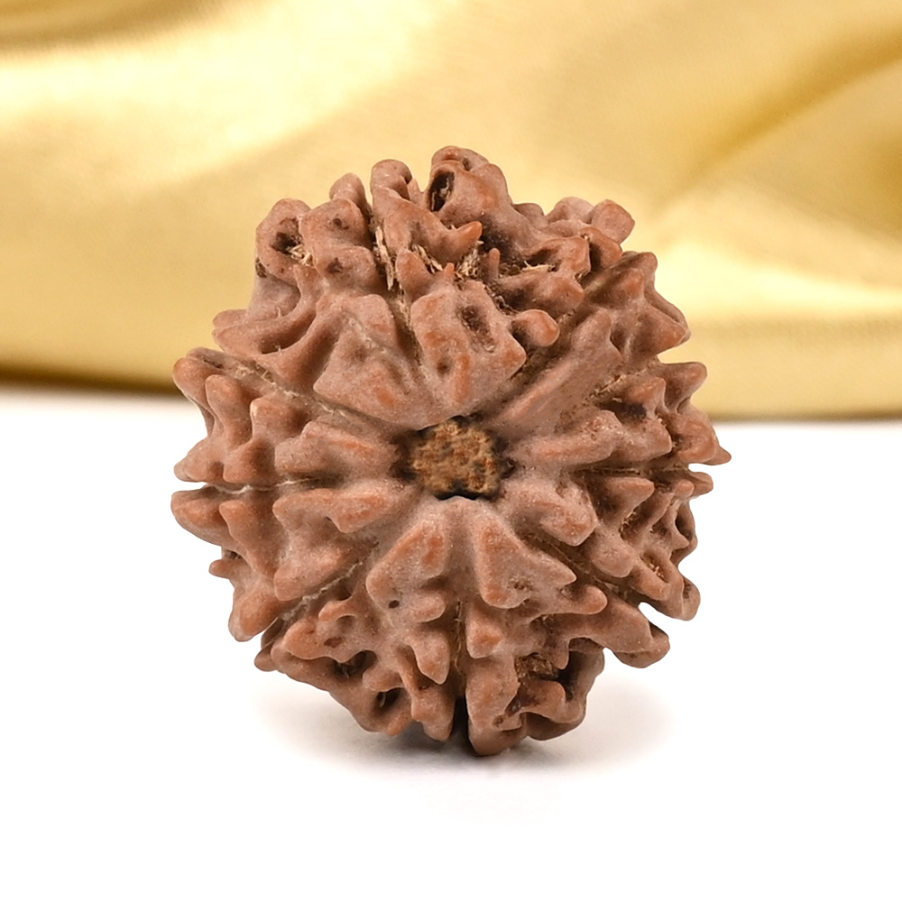 9 Mukhi from Nepal Small - DCCLIV