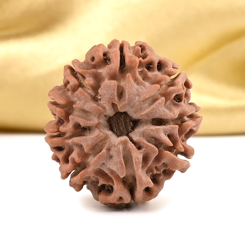 9 Mukhi from Nepal Small - DCCLV