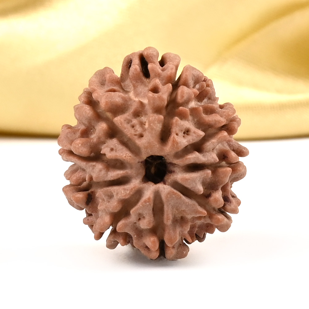 9 Mukhi from Nepal Small - DCCXLIV