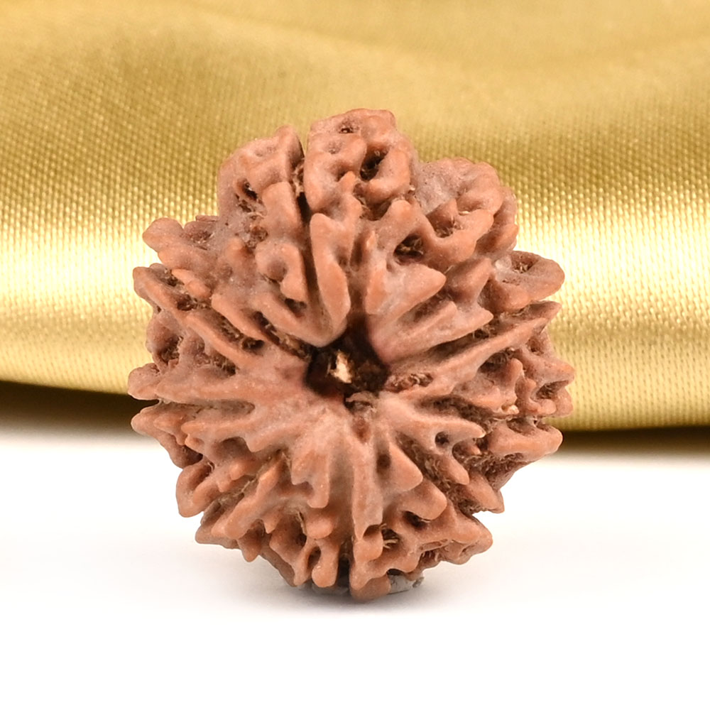 9 Mukhi from Nepal Small - DCCXLV