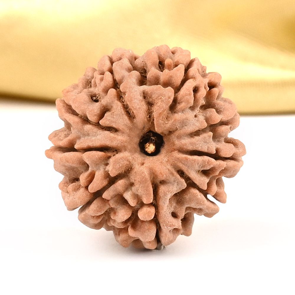 9 Mukhi from Nepal Small - DCCXLVI