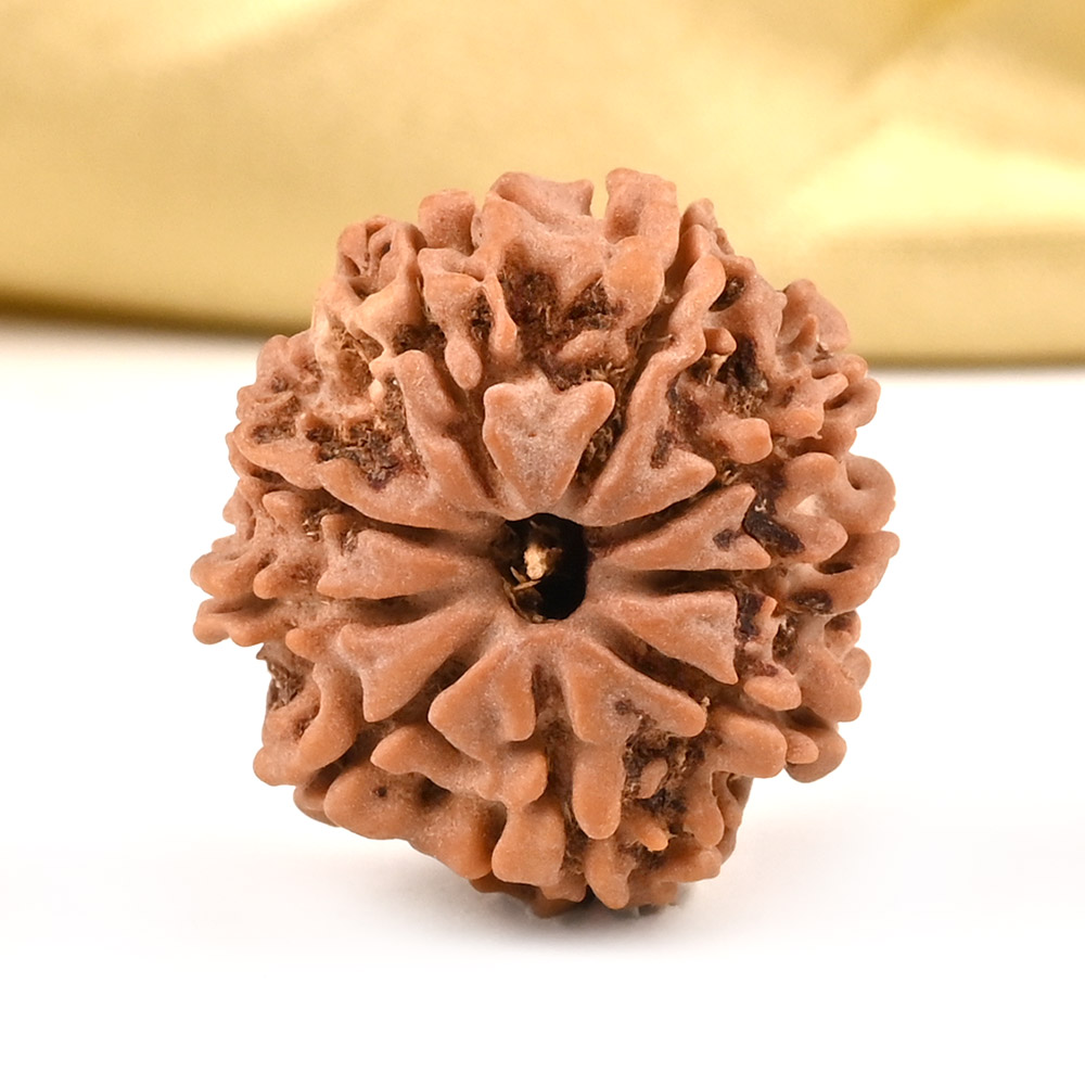 9 Mukhi from Nepal Small - DCCXLVII