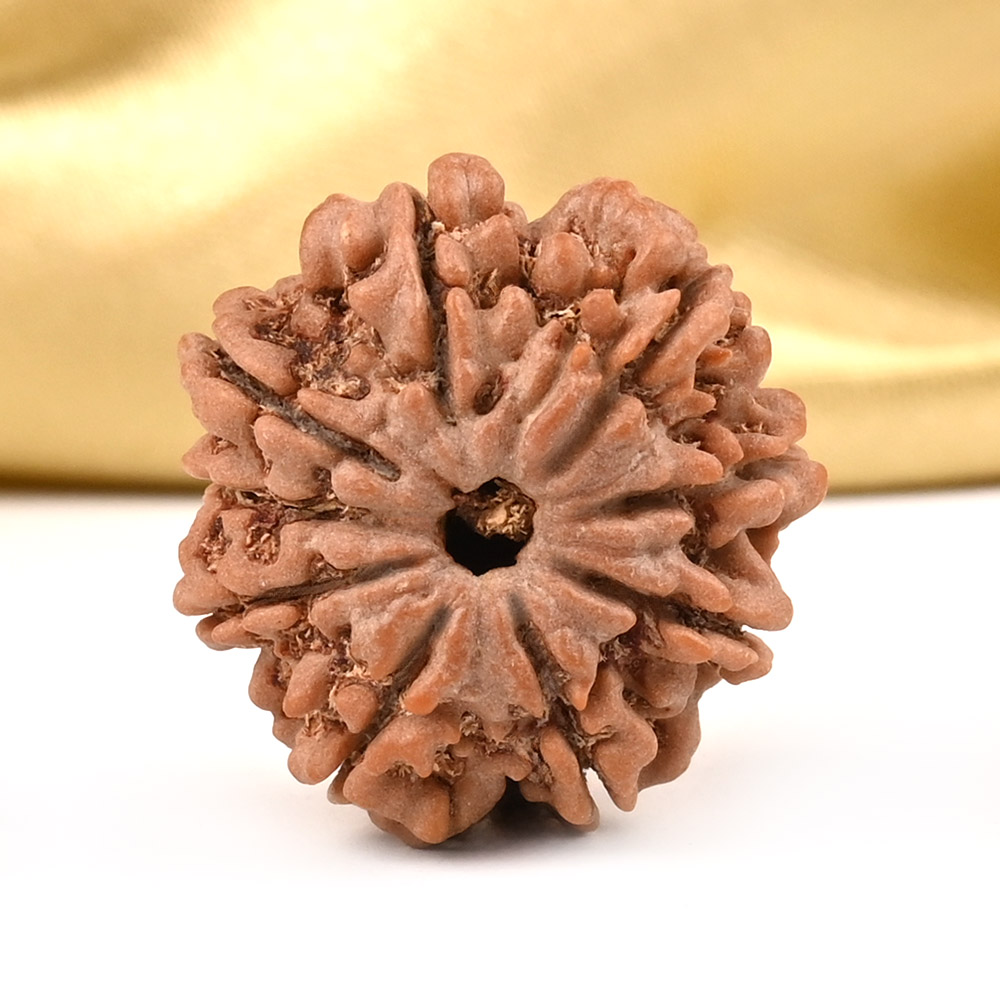 9 Mukhi from Nepal Small - DCCXLVIII