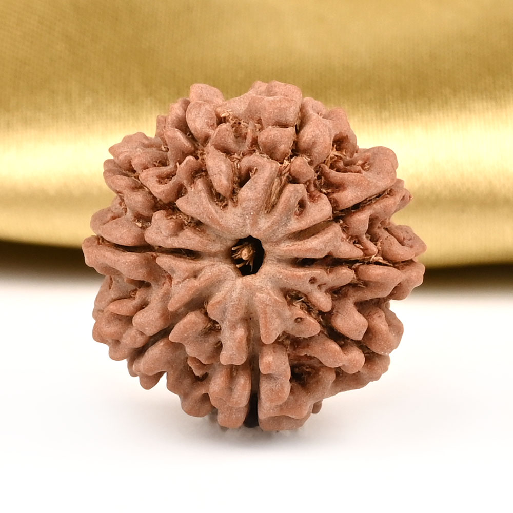 9 Mukhi from Nepal Small - DCCXLIX