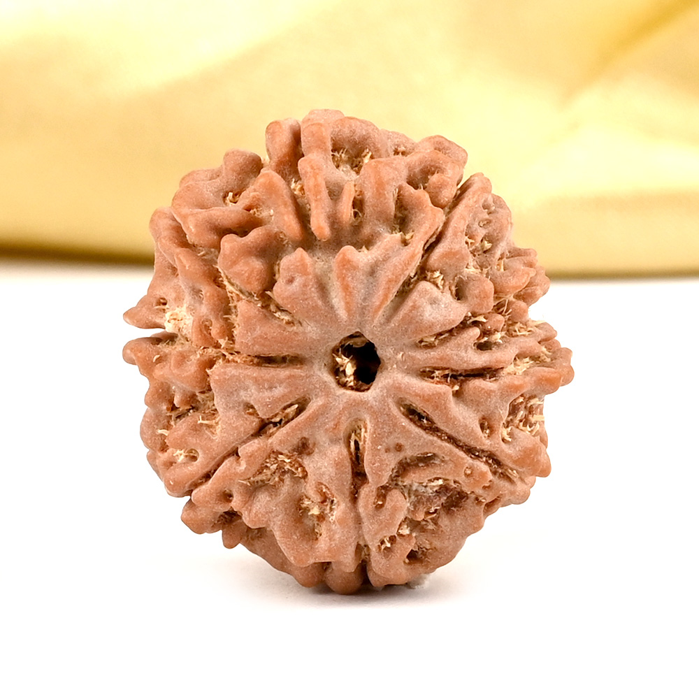 9 Mukhi from Nepal Small - DCCLXIV