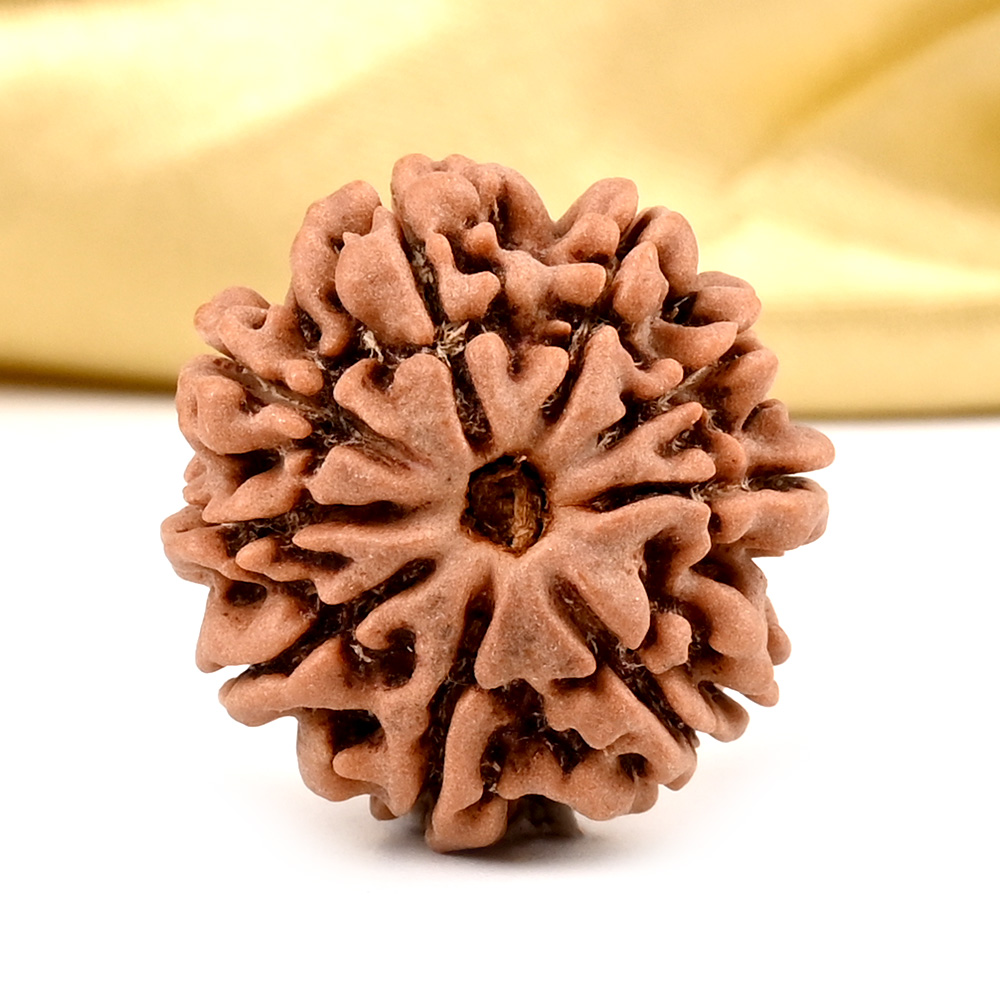 9 Mukhi from Nepal Small - DCCLVIII