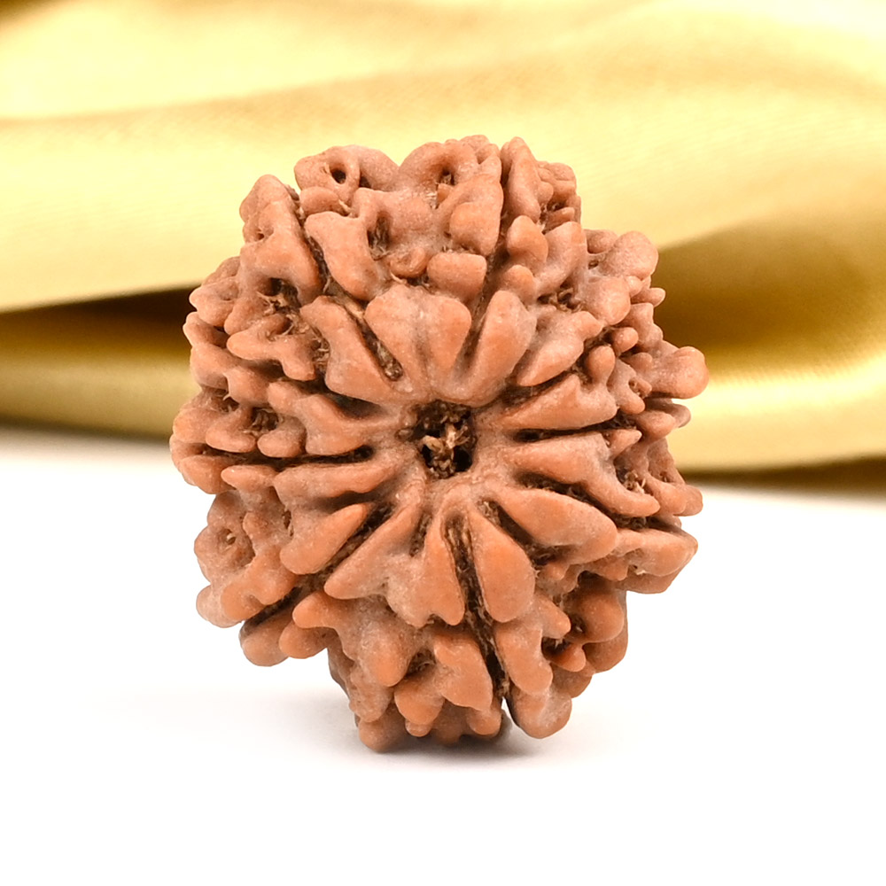 9 Mukhi from Nepal - DCIV