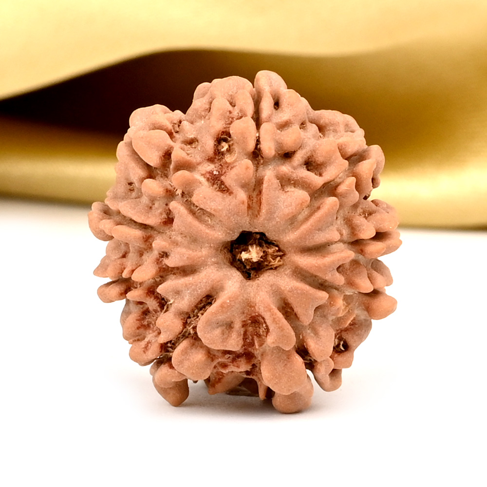 9 Mukhi from Nepal - DCXIII