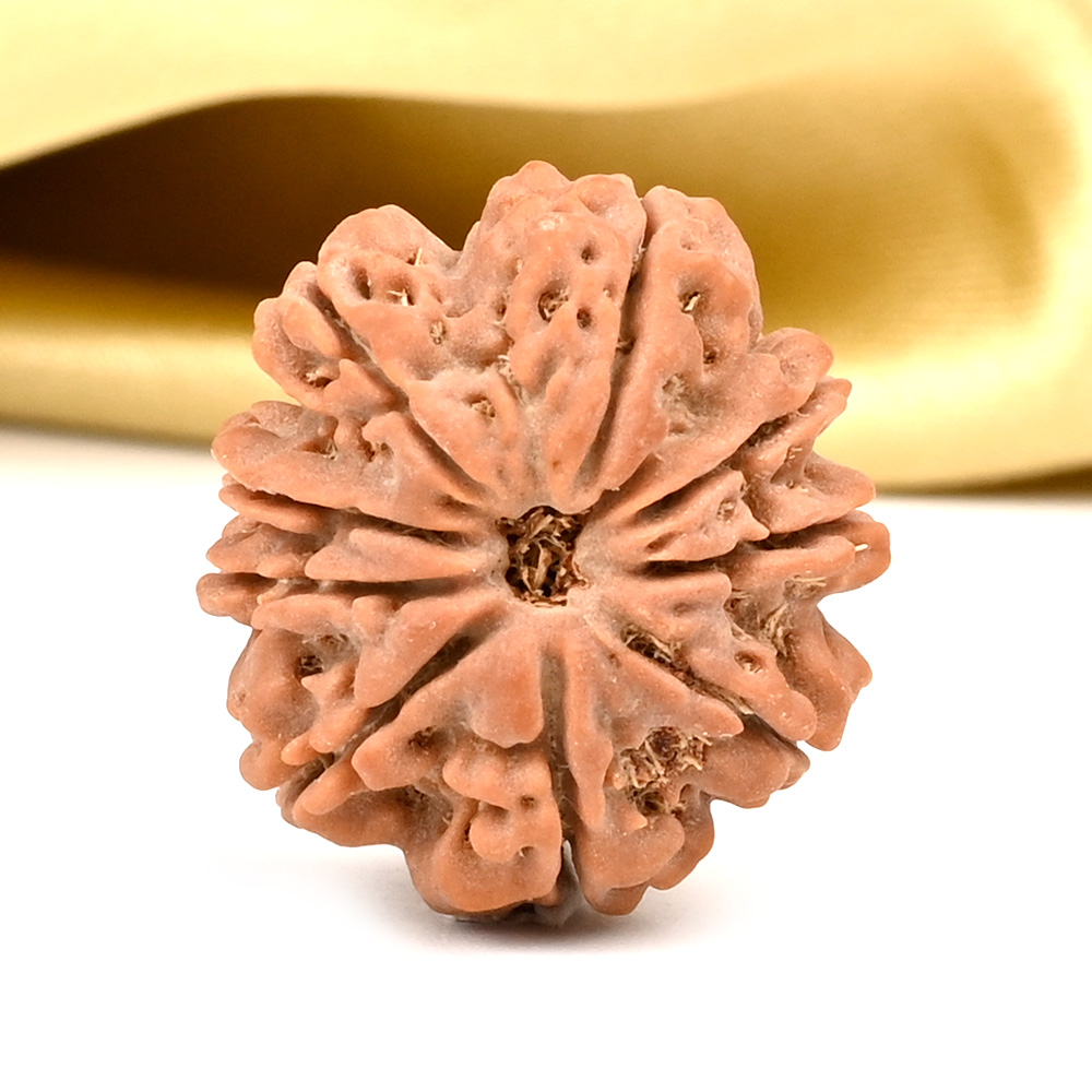 9 Mukhi from Nepal - DCXIV