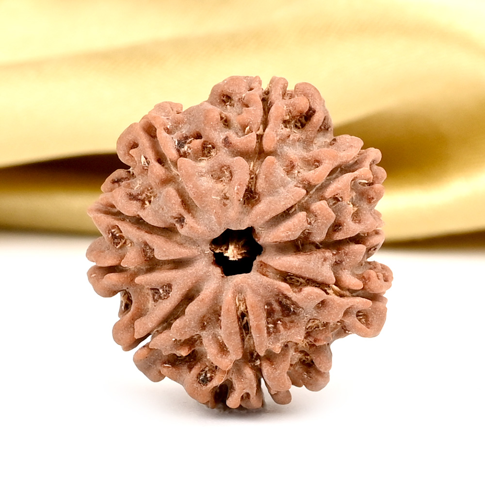 9 Mukhi from Nepal - DCXV
