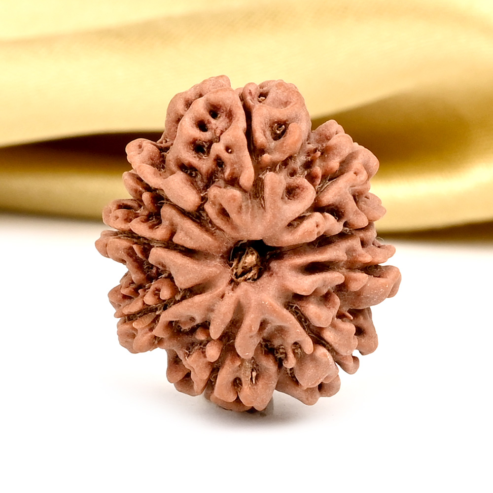 9 Mukhi from Nepal - DCXVI