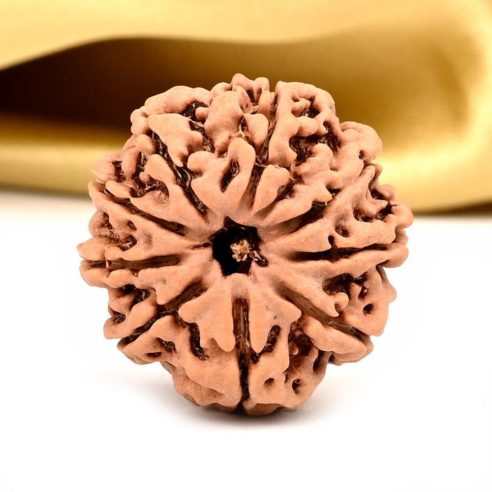 9 Mukhi from Nepal - DCXVII