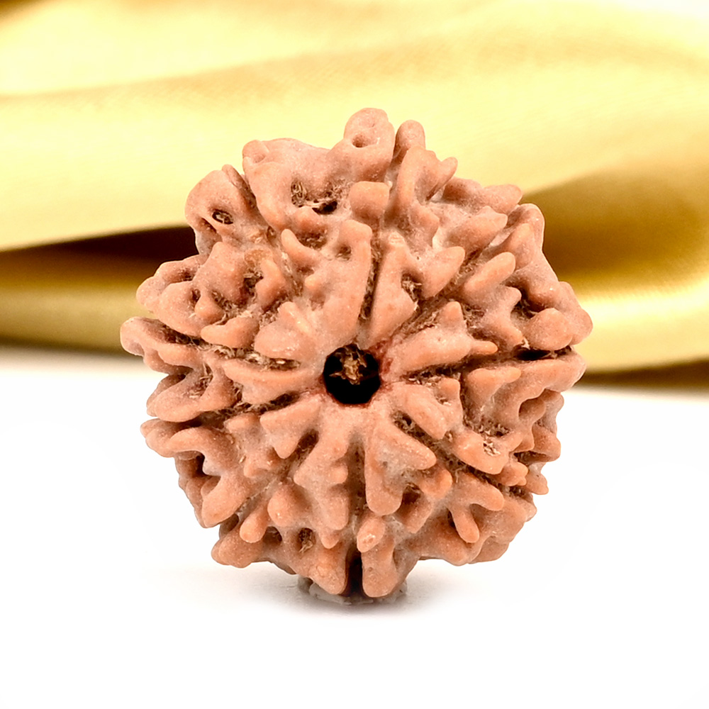 9 Mukhi from Nepal - DCXVIII