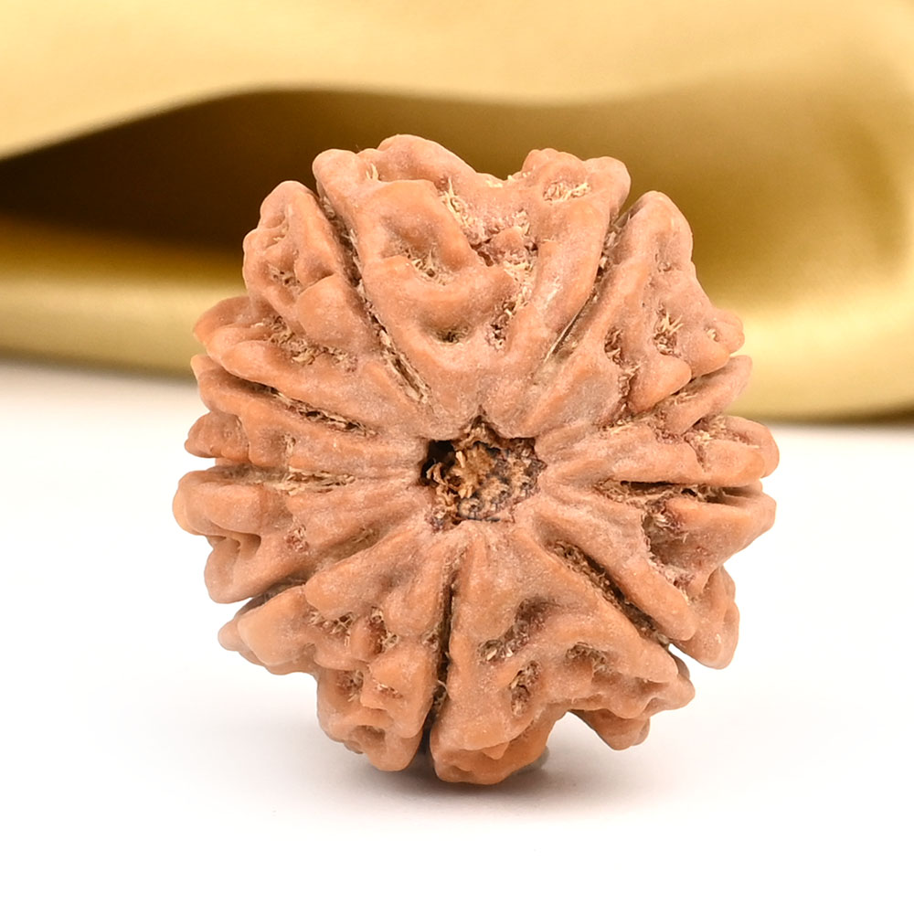 9 Mukhi from Nepal - DCXXIII