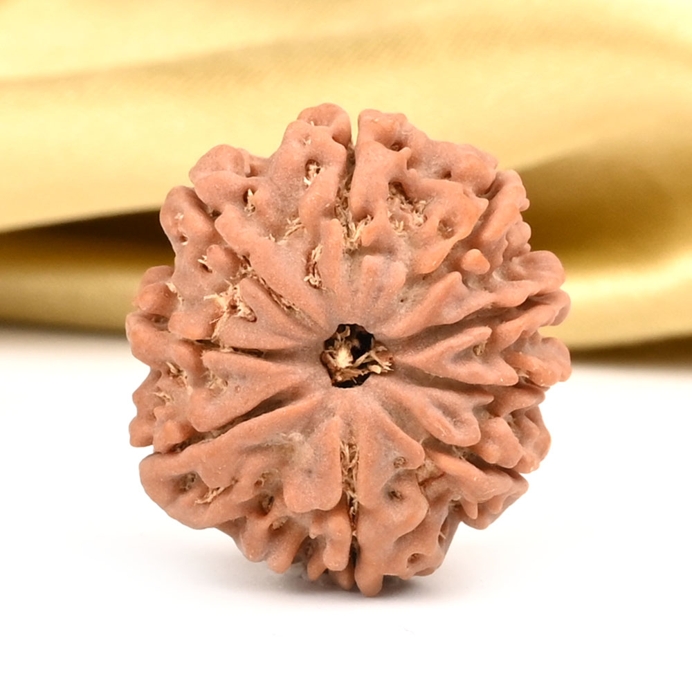 9 Mukhi from Nepal - DCXXIV