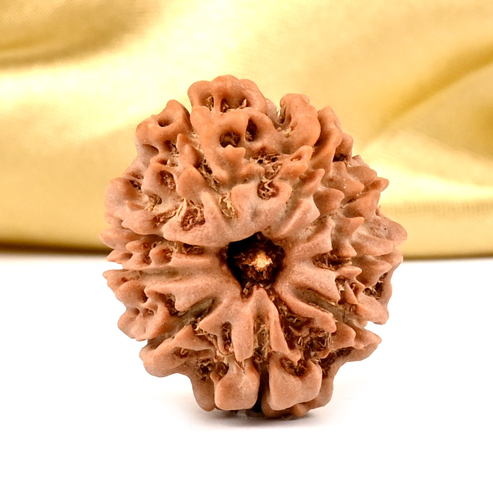 9 Mukhi from Nepal - DCXIX