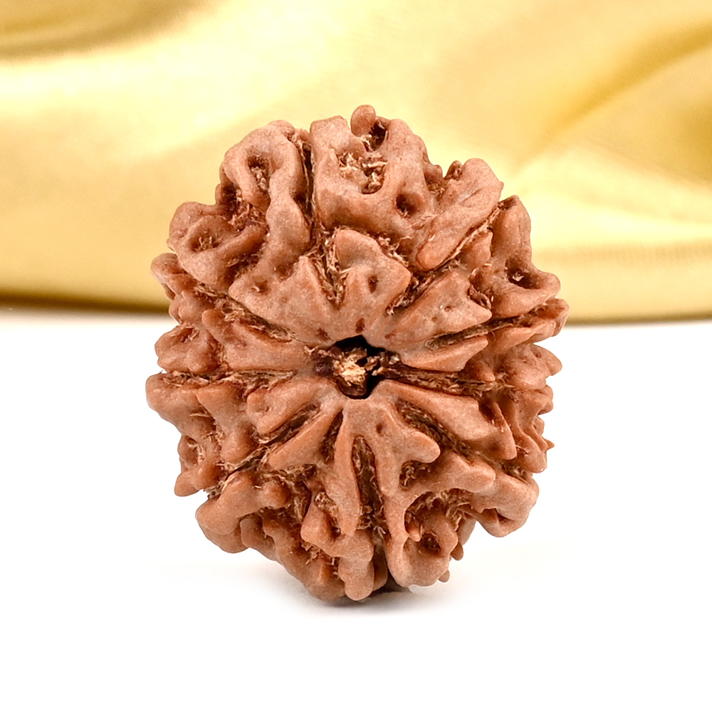 9 Mukhi from Nepal - DCXX