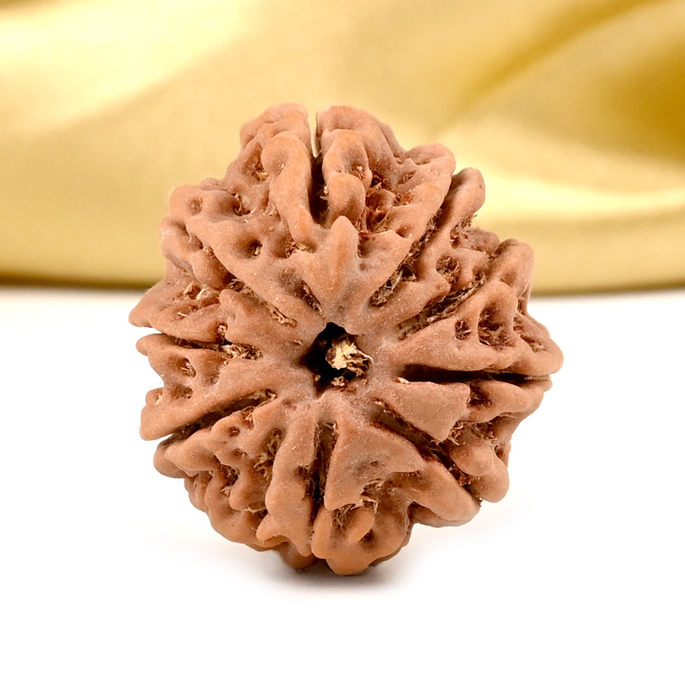 9 Mukhi from Nepal - DCXXI