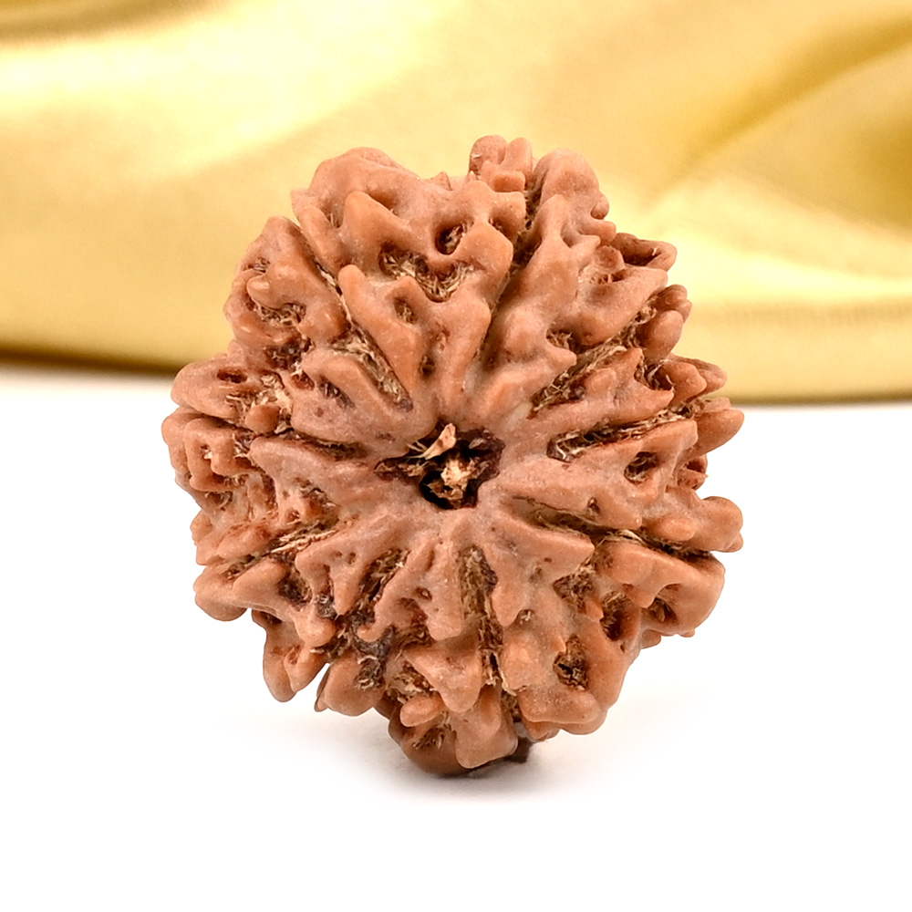 9 Mukhi from Nepal - DCXXII