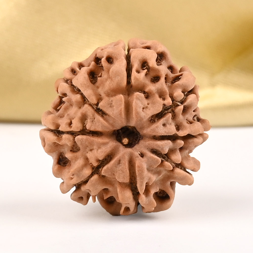 8 Mukhi from Nepal - CDV