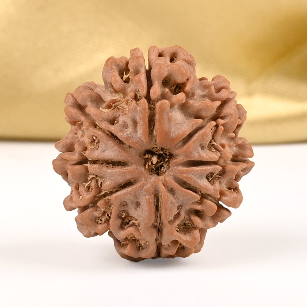 8 Mukhi from Nepal - CDVIII