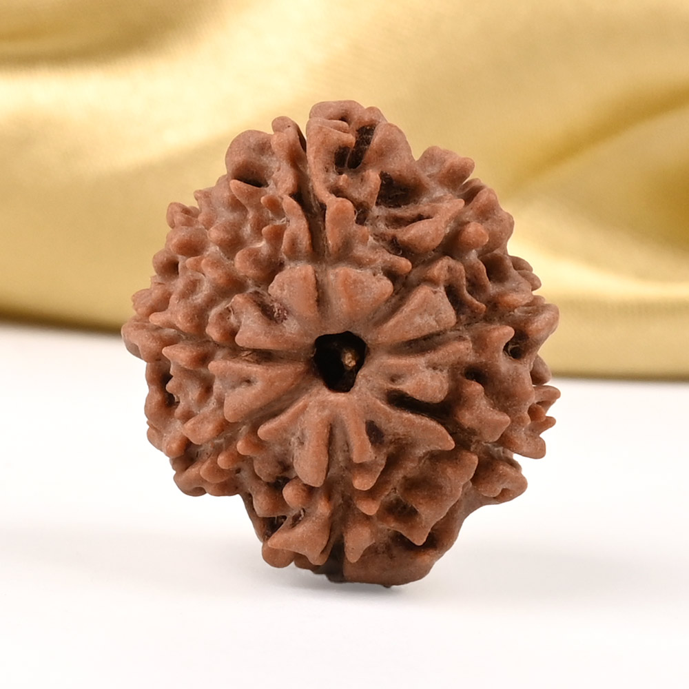 8 Mukhi from Nepal - CDIX