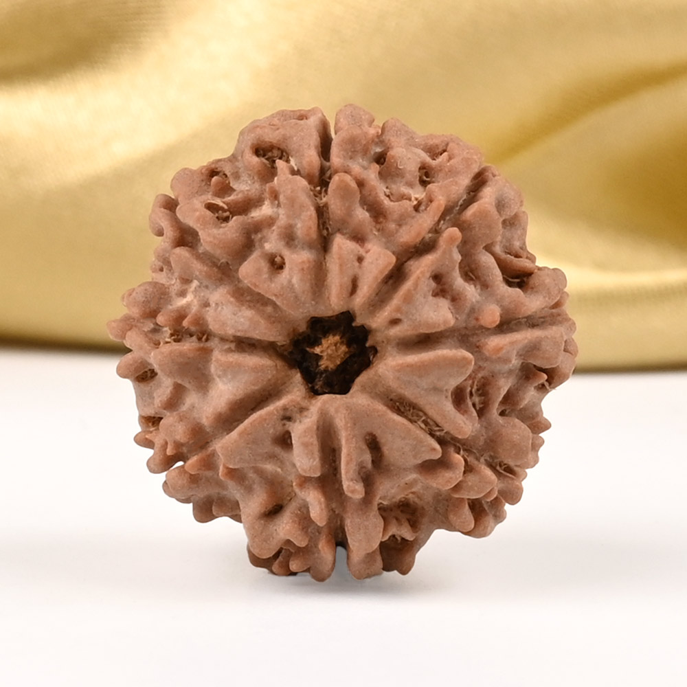 8 Mukhi from Nepal - CDX