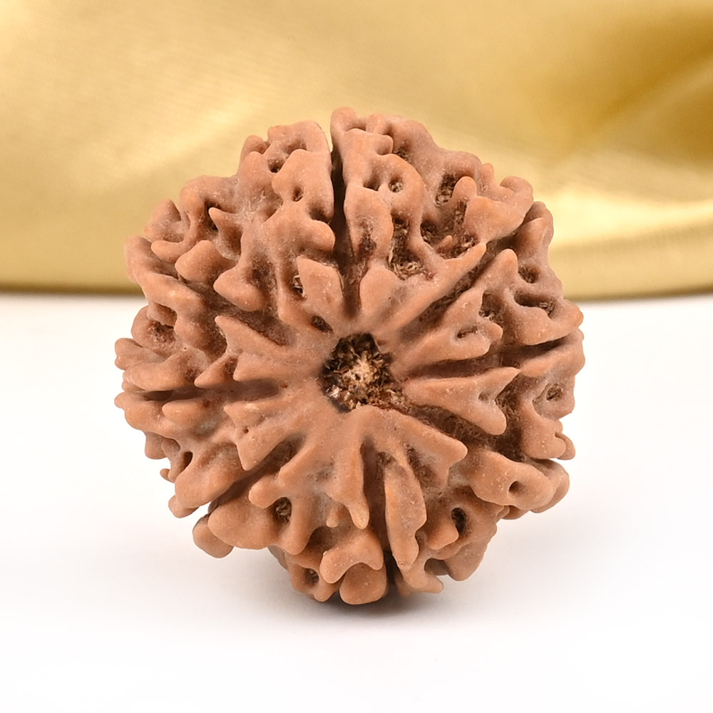 8 Mukhi from Nepal - CDXI