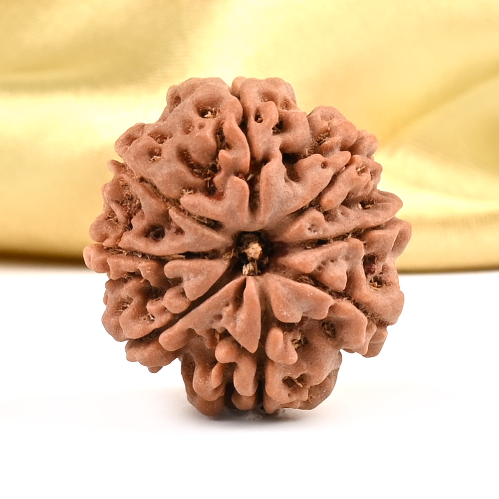 8 Mukhi from Nepal - CDXII
