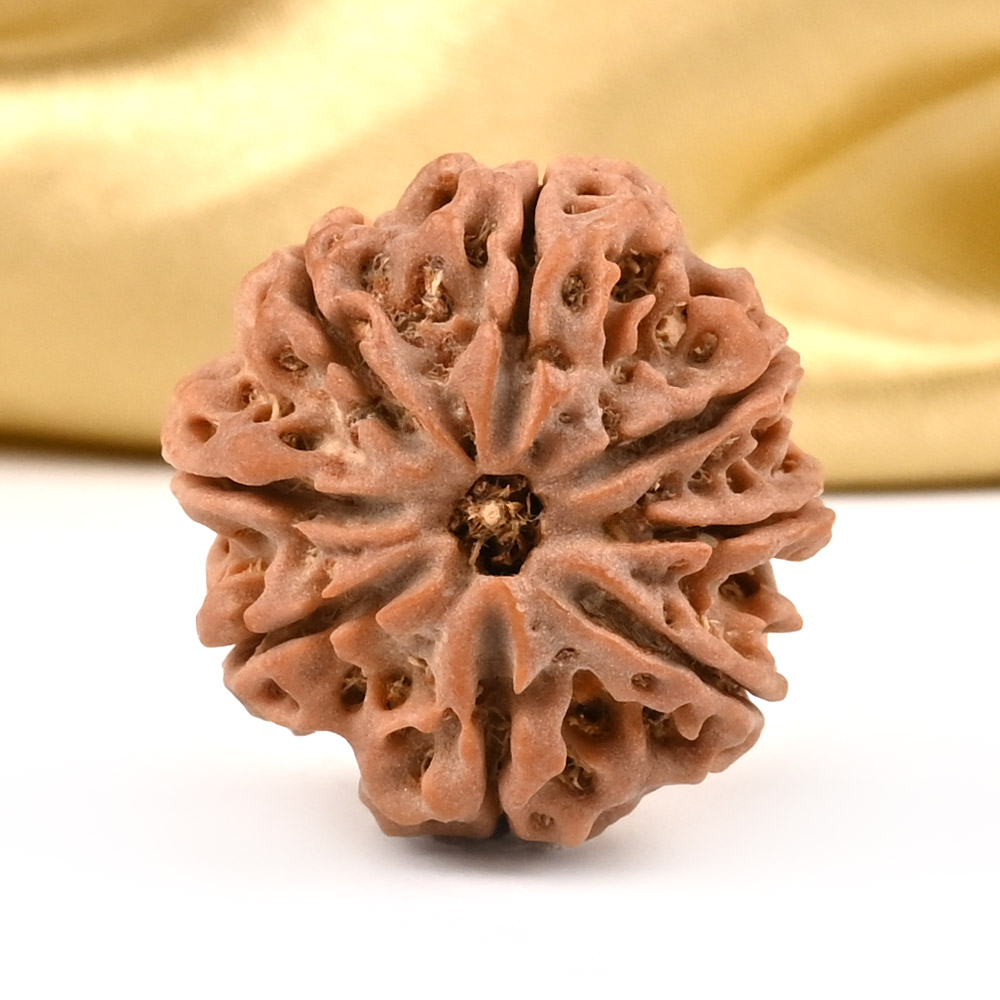 8 Mukhi from Nepal - CDXIII