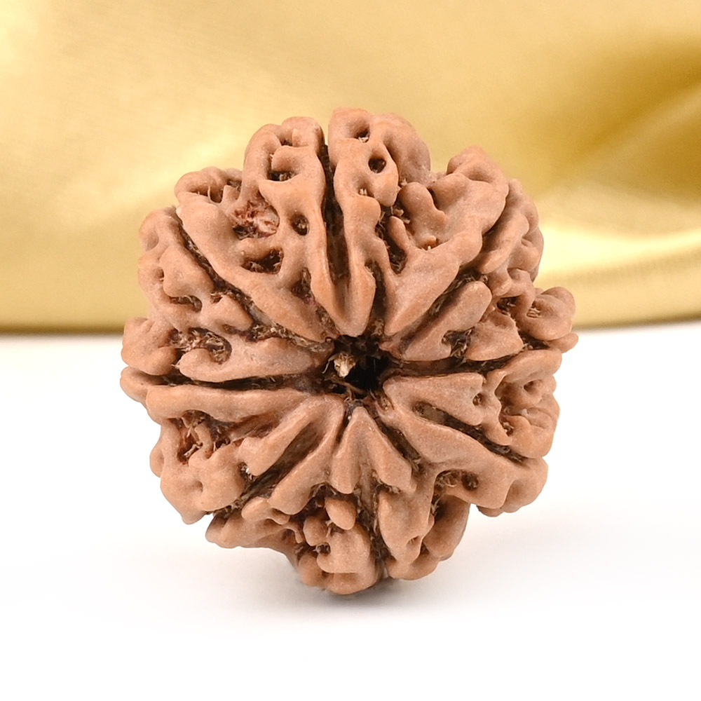 8 Mukhi from Nepal - CDXIV