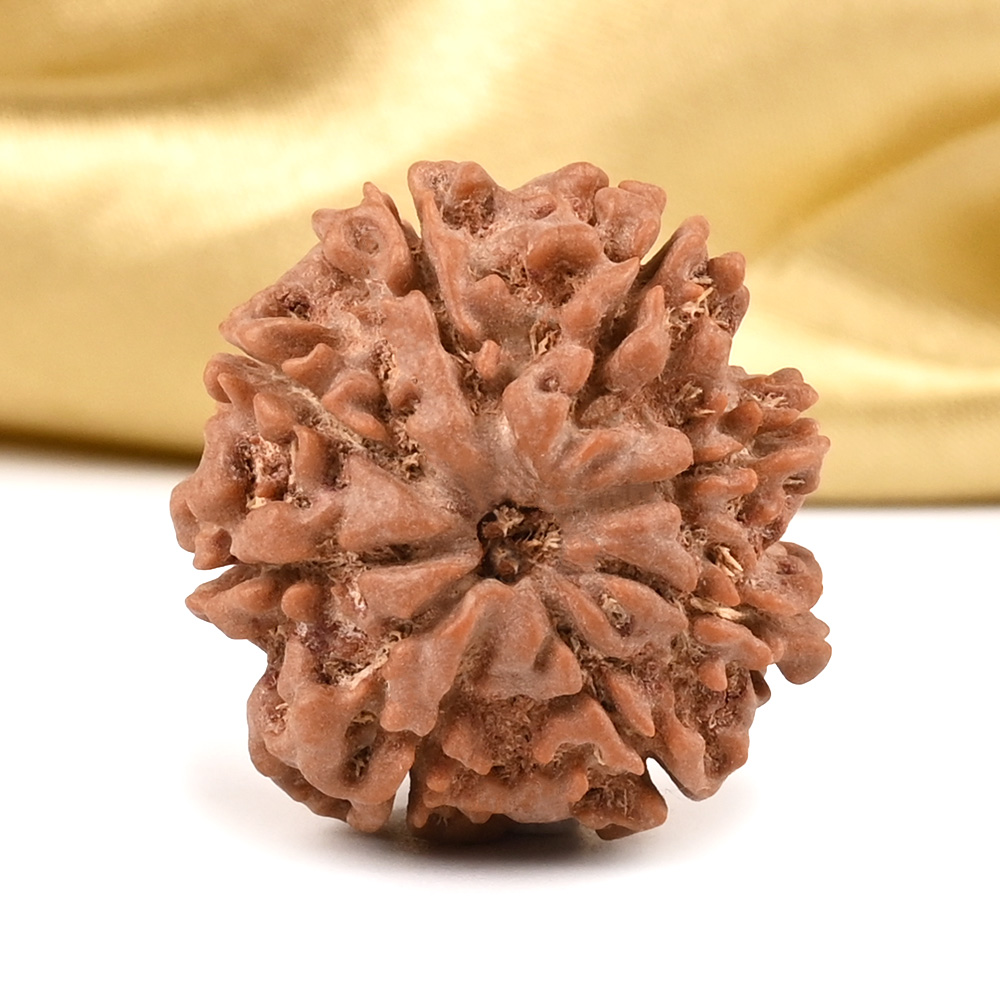 8 Mukhi from Nepal - CDXVII