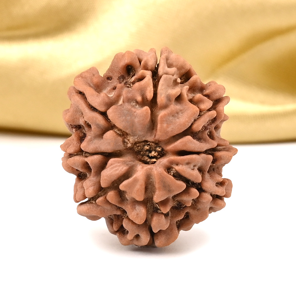 8 Mukhi from Nepal Large - CC