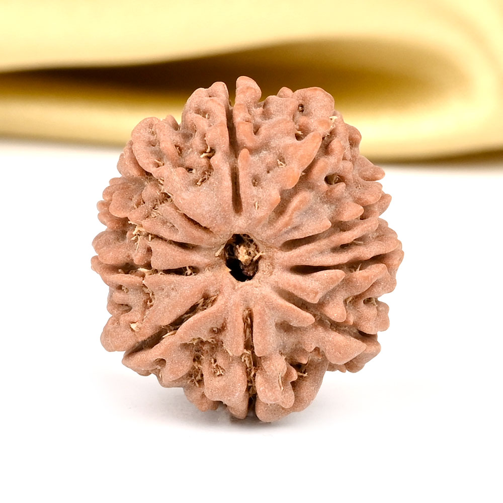 10 Mukhi from Nepal Small - CCCLXXXIII
