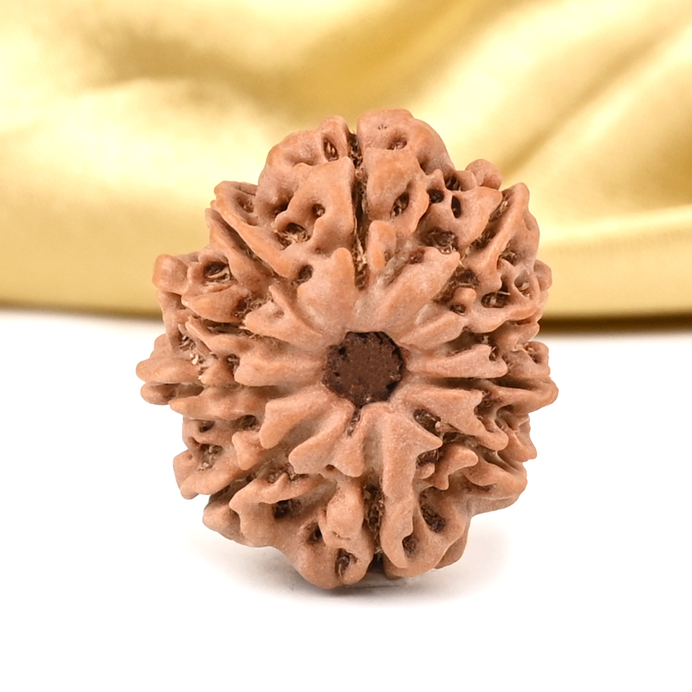 10 Mukhi from Nepal Small - CCCLX