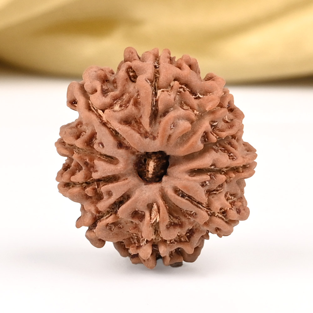 10 Mukhi from Nepal Small - CCCLXI