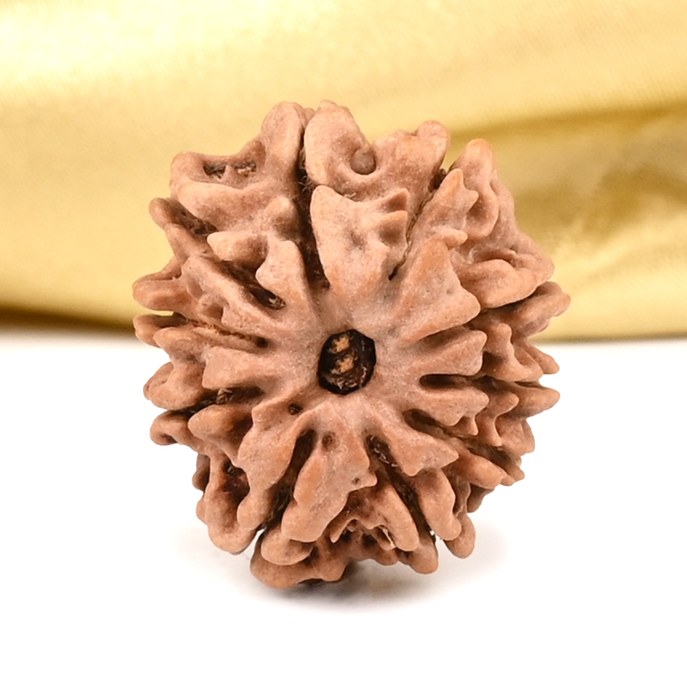 10 Mukhi from Nepal Small - CCCLXII