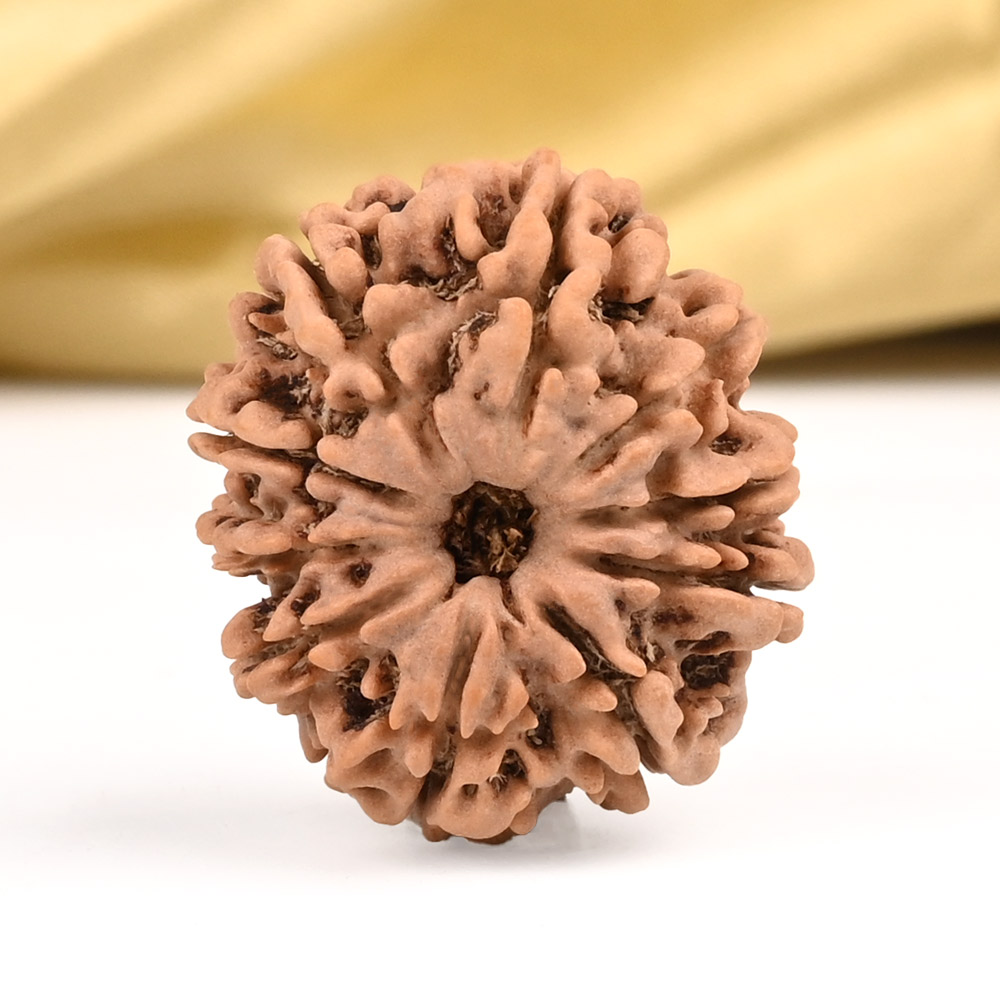 10 Mukhi from Nepal Small - CCCLXIV